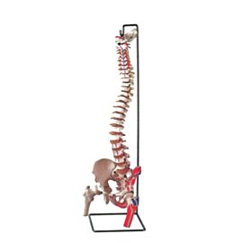Model coloana vertebrala flexibila cu capete femurale si muschi