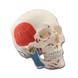 Model craniu uman 1X muschi 3 parti