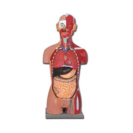 Model trunchi muschi dualsex deschis spate 28 parti