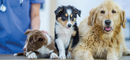 dezinfectanti uz veterinar